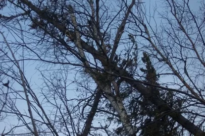 [Hearth.com] Tree felling on a tree tee-pee? How to salvage a wind blown tree.