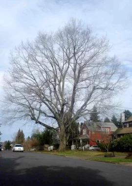 [Hearth.com] Biggest oak tree you've ever seen?