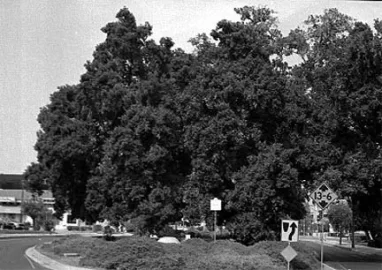 [Hearth.com] Biggest oak tree you've ever seen?