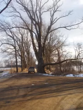 [Hearth.com] Biggest oak tree you've ever seen?