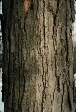 [Hearth.com] Tree Bark Identification