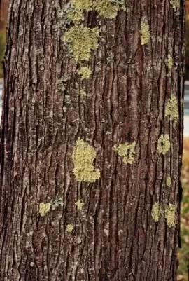 [Hearth.com] Tree Bark Identification