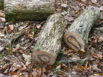 [Hearth.com] Ironwood Close Up for Ohio Woodburner