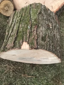 [Hearth.com] What kind of maple