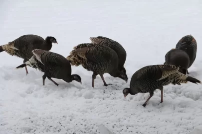 [Hearth.com] Happy Thanksgiving!  Let's see pictures of what you're having for dinner