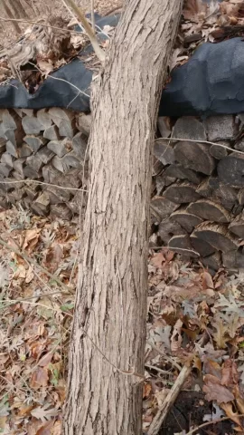 [Hearth.com] Is this Red Mulberry bark??