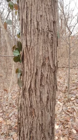 [Hearth.com] Is this Red Mulberry bark??