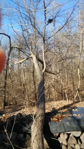 [Hearth.com] Is this Red Mulberry bark??