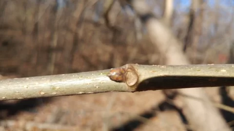 [Hearth.com] Is this Red Mulberry bark??