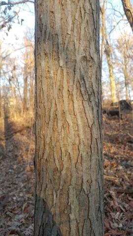 [Hearth.com] Is this Red Mulberry bark??