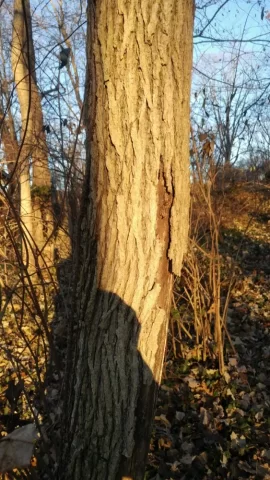 [Hearth.com] Is this Red Mulberry bark??