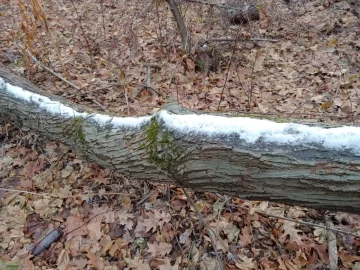 [Hearth.com] Downed tree ID