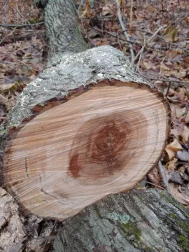 [Hearth.com] Downed tree ID