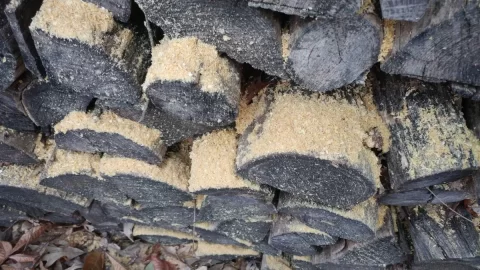 [Hearth.com] Is this Red Mulberry bark??