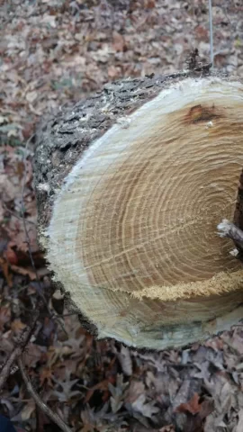 [Hearth.com] Is this Red Mulberry bark??