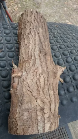 [Hearth.com] Is this Red Mulberry bark??