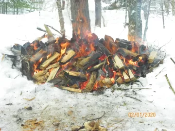 [Hearth.com] What to do with fallen pines?