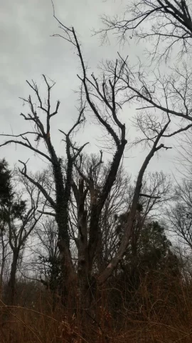 [Hearth.com] How long are standing dead trees good for??