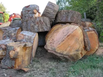 [Hearth.com] Oldest tree you have cut down