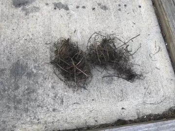 [Hearth.com] 2 Birds just flew out of the Harman’s Selkirk DT pellet venting. Oh-No!