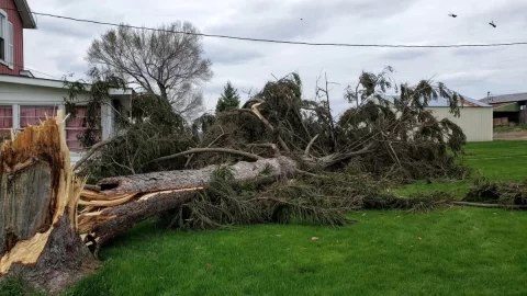 [Hearth.com] Large Evergreen Down