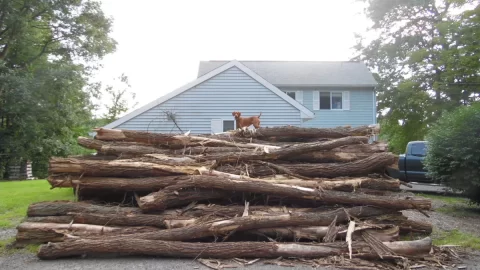 [Hearth.com] Ordered a Semi-load of Logs