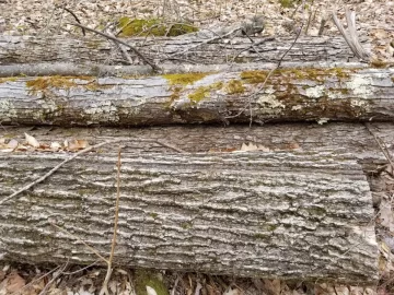 [Hearth.com] Is this Northern Red Oak?