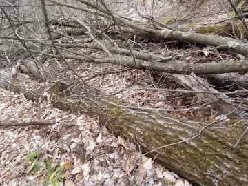 [Hearth.com] Is this Northern Red Oak?