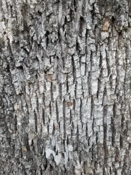 [Hearth.com] another tree id