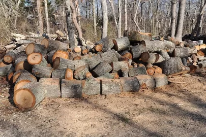 [Hearth.com] I took down a few trees