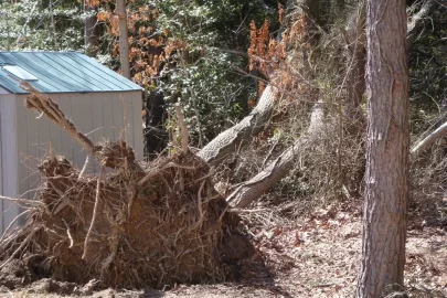 [Hearth.com] Tea Anyone?   **Update More pictures of blow downs in my yard**