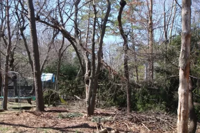 [Hearth.com] Tea Anyone?   **Update More pictures of blow downs in my yard**