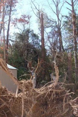 [Hearth.com] Tea Anyone?   **Update More pictures of blow downs in my yard**