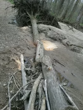 [Hearth.com] More red elm ,and sugar maple,cut on the river bed on my place,too much work.