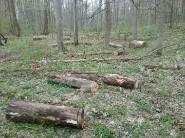 [Hearth.com] More red elm ,and sugar maple,cut on the river bed on my place,too much work.