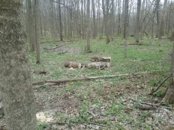 [Hearth.com] More red elm ,and sugar maple,cut on the river bed on my place,too much work.