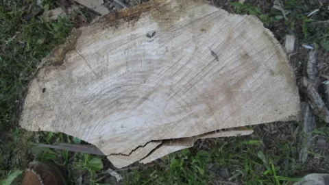 [Hearth.com] What Kind of Wood is This?