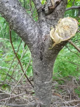 [Hearth.com] What Kind of Tree is This?