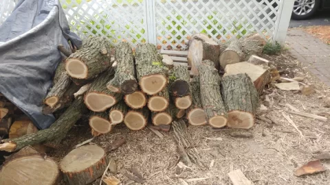 [Hearth.com] I Think I've Become the Neighborhood Tree Guy...