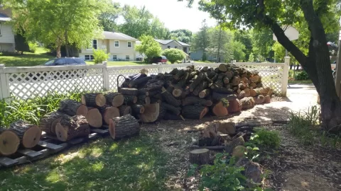 [Hearth.com] I Think I've Become the Neighborhood Tree Guy...