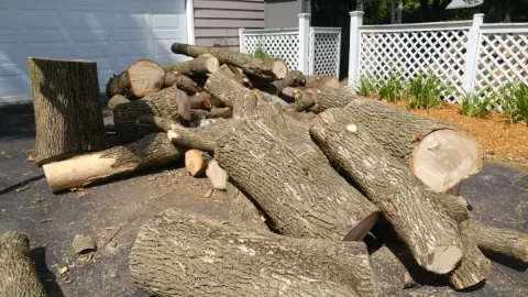 [Hearth.com] I Think I've Become the Neighborhood Tree Guy...