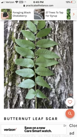 [Hearth.com] Tree Identification