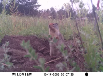 [Hearth.com] Groundhog living under wood pile