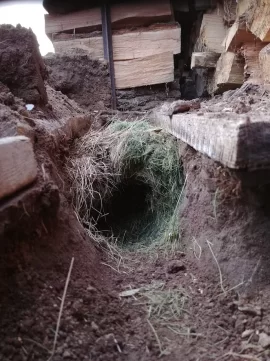 [Hearth.com] Groundhog living under wood pile