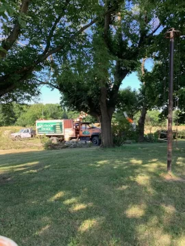 [Hearth.com] How long does is take to season infested ash trees, that are still alive, once cut down?