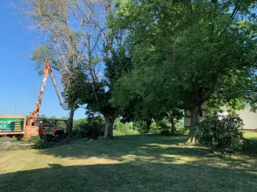 [Hearth.com] How long does is take to season infested ash trees, that are still alive, once cut down?