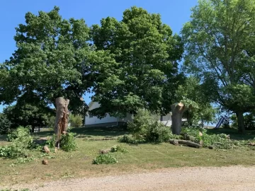 [Hearth.com] How long does is take to season infested ash trees, that are still alive, once cut down?