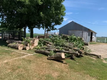 [Hearth.com] How long does is take to season infested ash trees, that are still alive, once cut down?