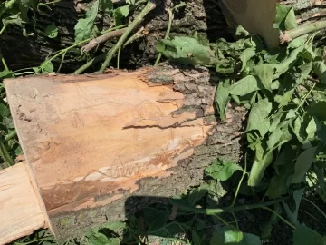 [Hearth.com] How long does is take to season infested ash trees, that are still alive, once cut down?