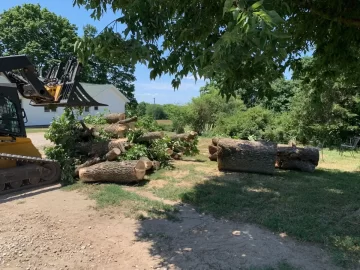 [Hearth.com] How long does is take to season infested ash trees, that are still alive, once cut down?